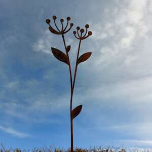 Cow Parsley